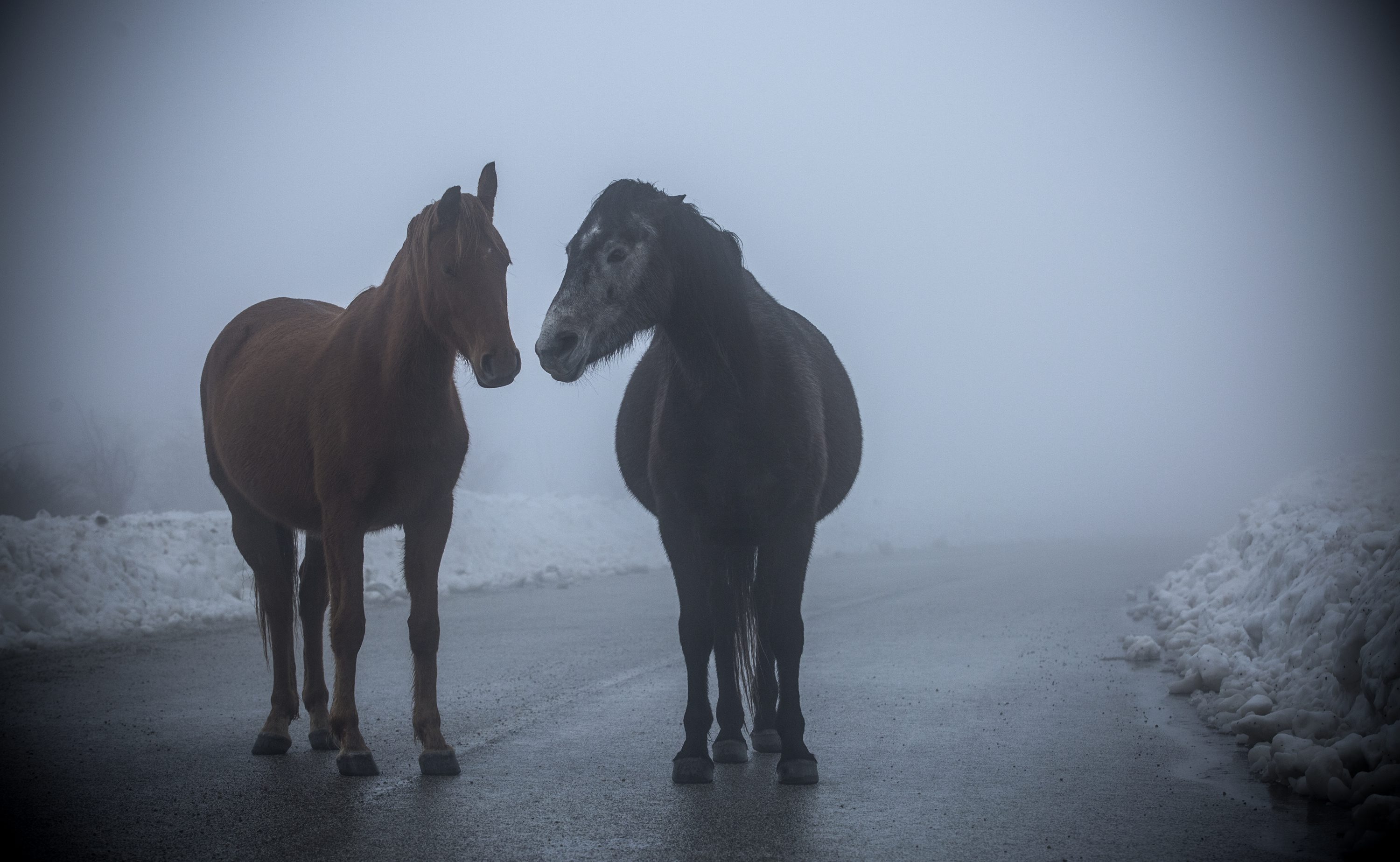 A Mystical Encounter with horses in Kamesnica
