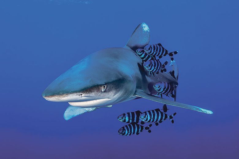 Best Underwater Photographs