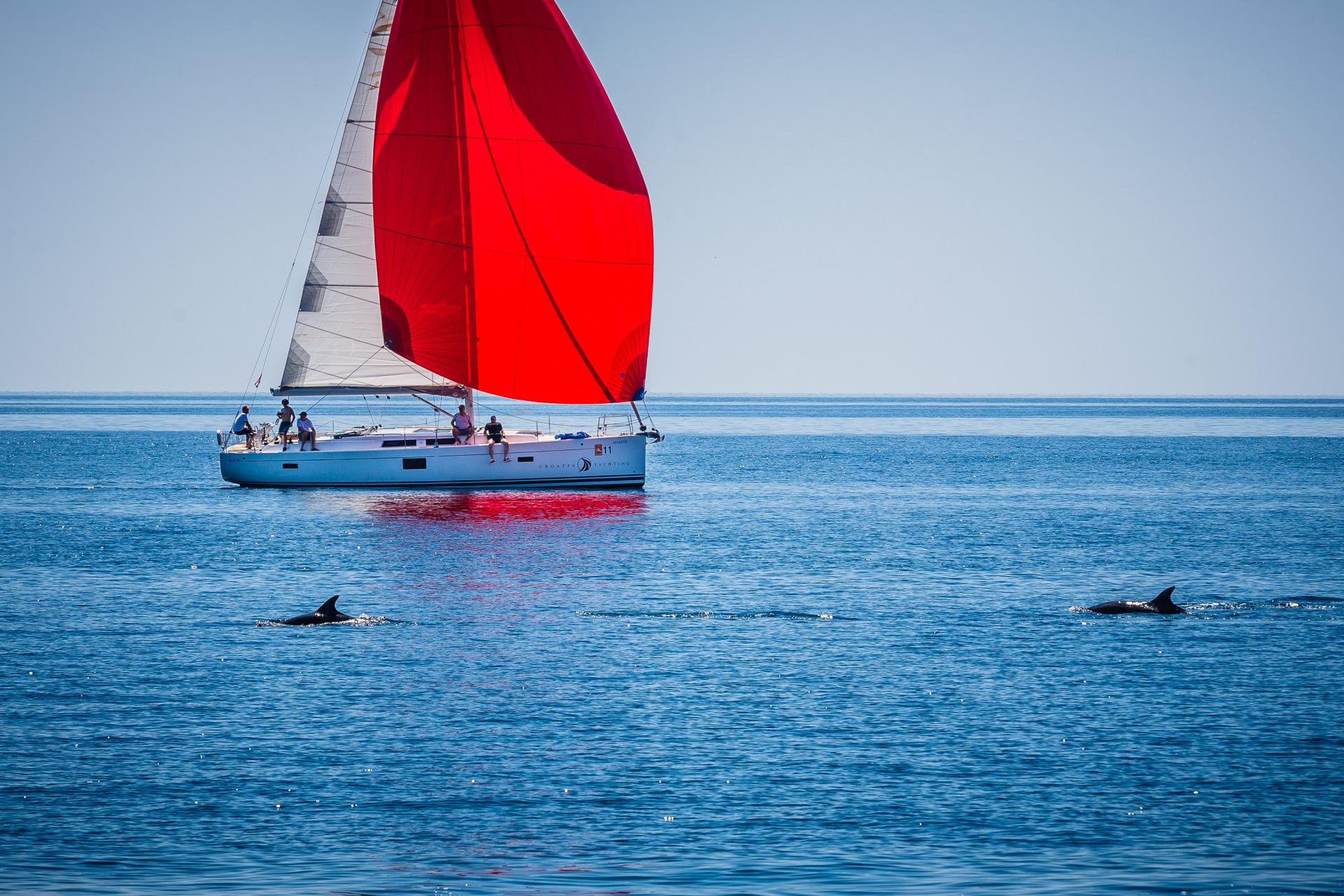 A Beautiful Sail With Dolphin Family Near Rogoznica Croatia Times